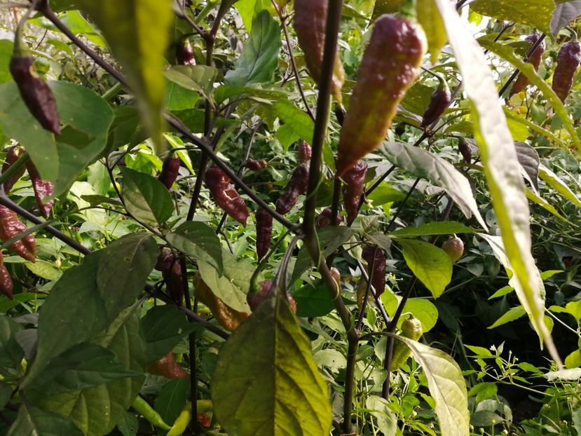  - SEMINTE ARDEI IUTE - AI 99 SAY S X BHUT PHENO 2 CHOCO - NEIZOLAT