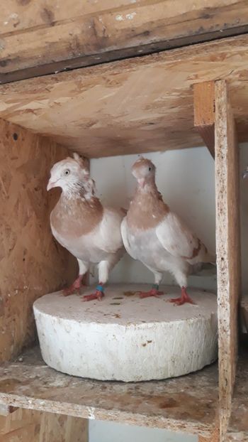  - De vânzare Zburători Dungați de Arad