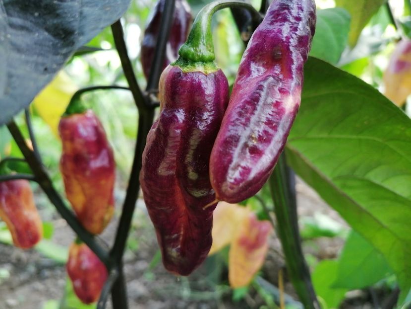  - SEMINTE ARDEI IUTE - AI 86 NEYDE X HABANERO WHITE GIANT - CHINENSE