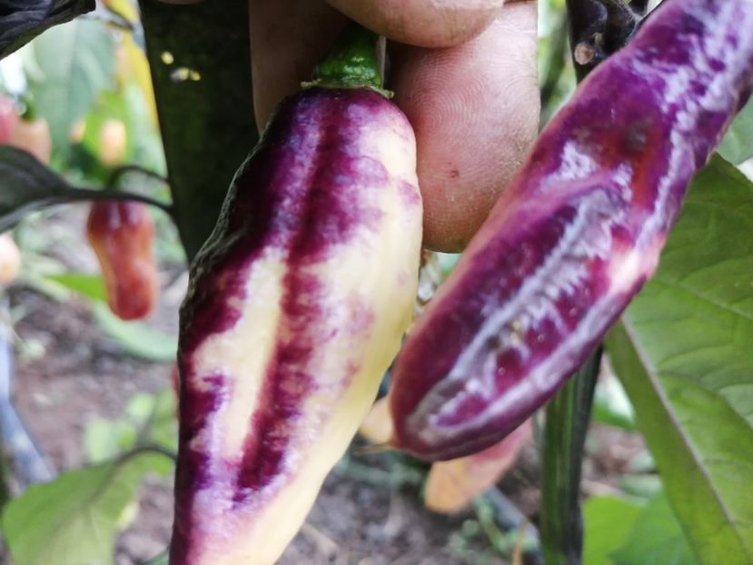  - SEMINTE ARDEI IUTE - AI 86 NEYDE X HABANERO WHITE GIANT - CHINENSE