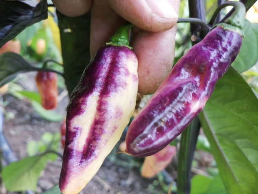  - SEMINTE ARDEI IUTE - AI 86 NEYDE X HABANERO WHITE GIANT - CHINENSE