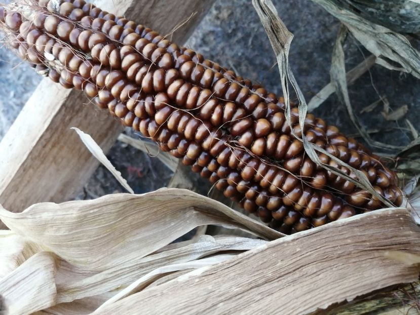  - Z SEMINTE PORUMB - ALBERT