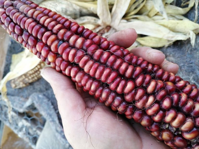  - Z SEMINTE PORUMB - ALBERT