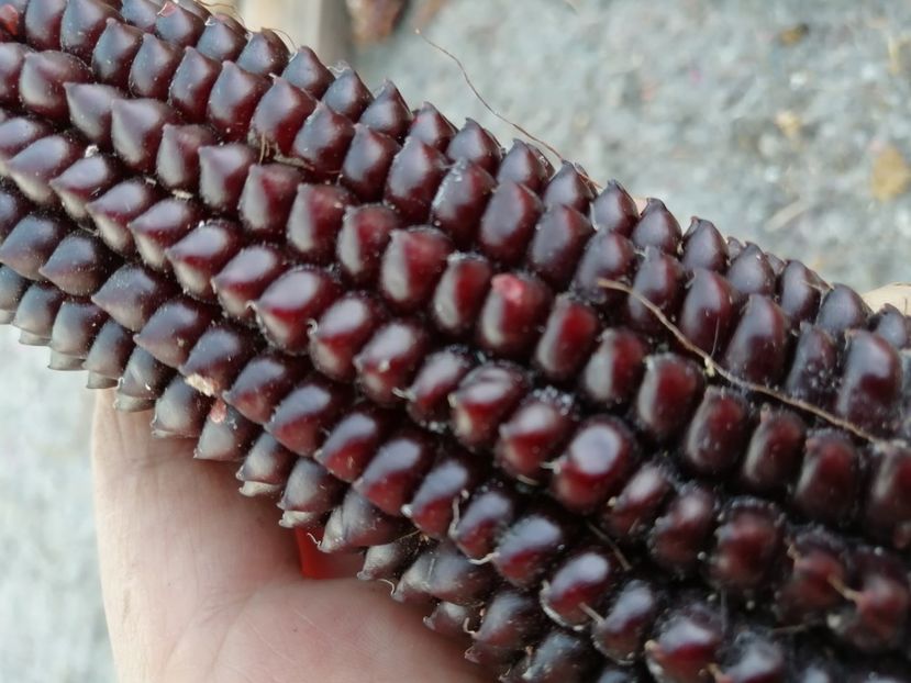  - Z SEMINTE PORUMB - ALBERT