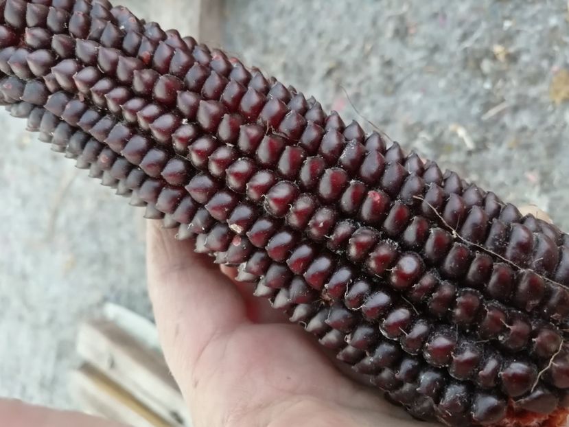  - Z SEMINTE PORUMB - ALBERT