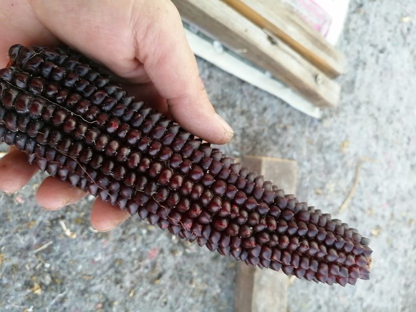  - Z SEMINTE PORUMB - ALBERT