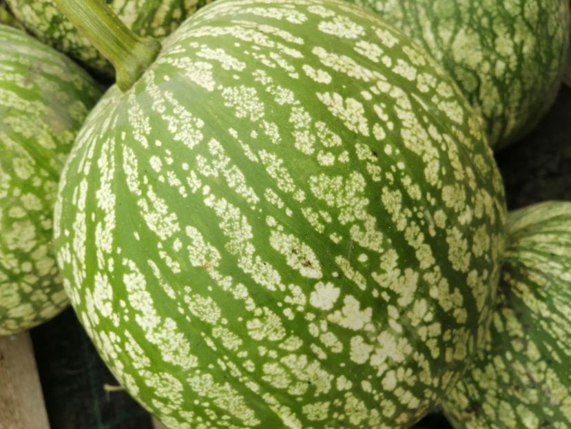  - SEMINTE DOVLEAC SIAM - D 160 DOVLEAC DE DULCEATA