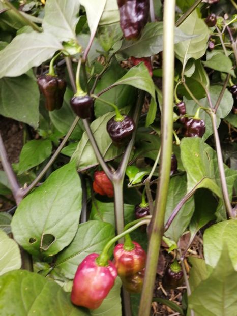  - SEMINTE ARDEI IUTE - AI 90 PEACHGUM TMAMP V2F3 OFFPHENO - NEIZOLAT