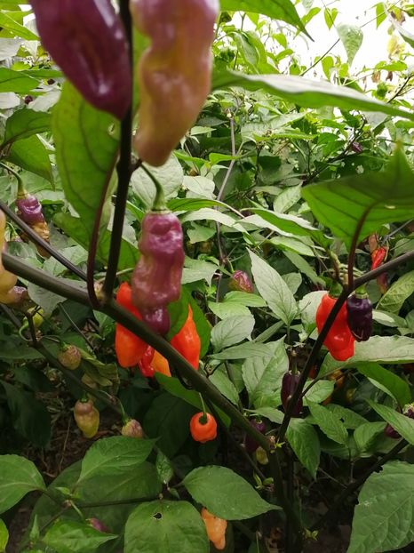  - SEMINTE ARDEI IUTE - AI 72 CHEIRO ROXA X SCARLET LANTERN - NEIZOLAT