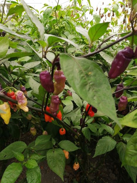  - SEMINTE ARDEI IUTE - AI 72 CHEIRO ROXA X SCARLET LANTERN - NEIZOLAT