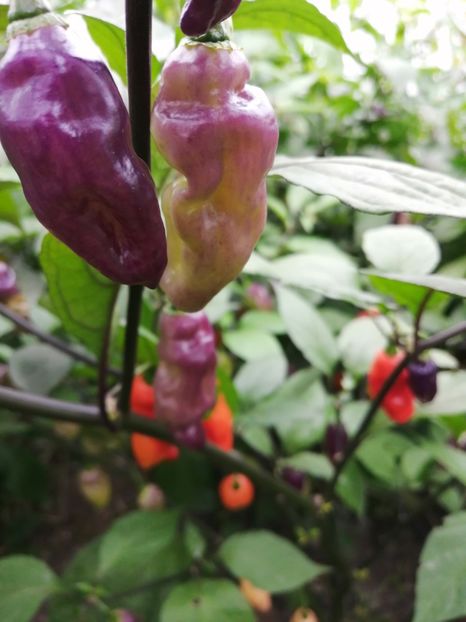  - SEMINTE ARDEI IUTE - AI 72 CHEIRO ROXA X SCARLET LANTERN - NEIZOLAT