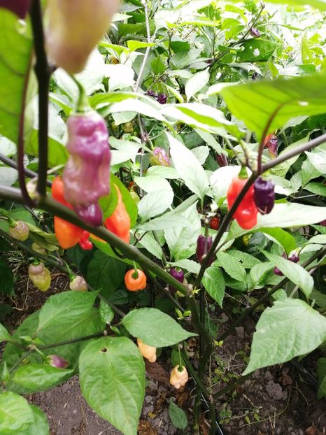  - SEMINTE ARDEI IUTE - AI 72 CHEIRO ROXA X SCARLET LANTERN - NEIZOLAT