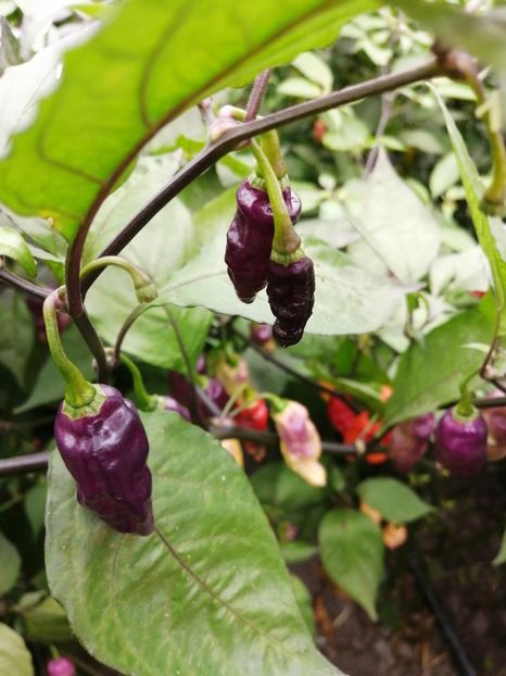  - SEMINTE ARDEI IUTE - AI 72 CHEIRO ROXA X SCARLET LANTERN - NEIZOLAT