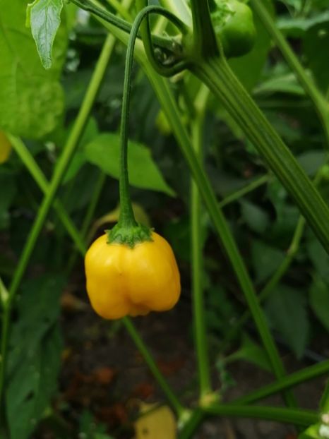  - SEMINTE ARDEI IUTE - AI 63 AJI LEMON BALL F5