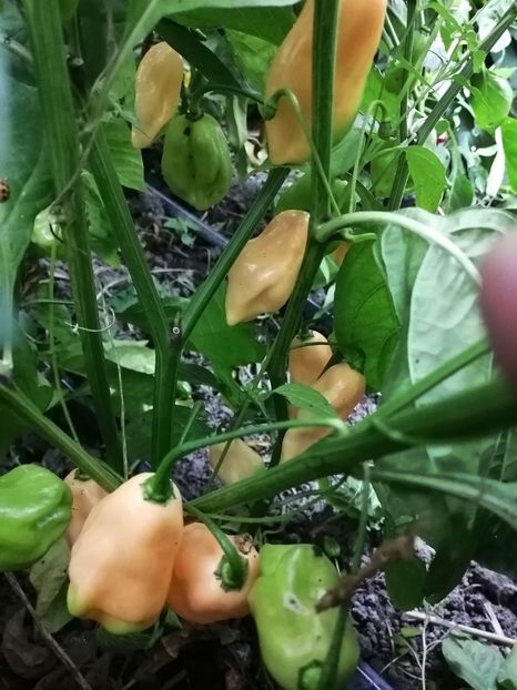  - SEMINTE ARDEI IUTE - AI 92 PINK HABANERO ISO - NEIZOLAT