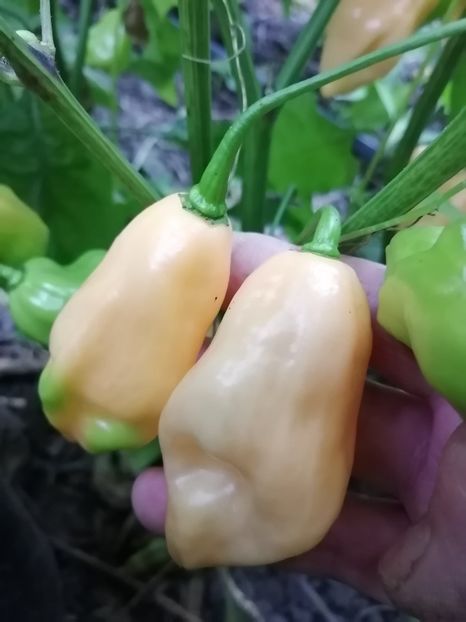  - SEMINTE ARDEI IUTE - AI 92 PINK HABANERO ISO - NEIZOLAT