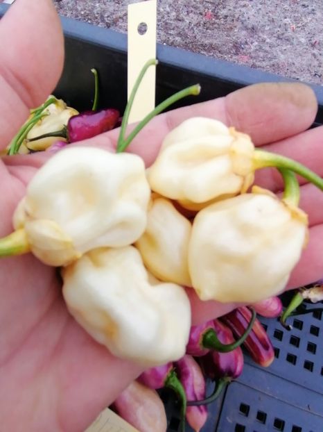  - SEMINTE ARDEI IUTE - AI 103 7 POT BUBBLEGUM WHITE - NEIZOLAT