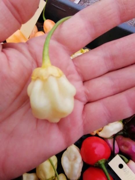  - SEMINTE ARDEI IUTE - AI 103 7 POT BUBBLEGUM WHITE - NEIZOLAT