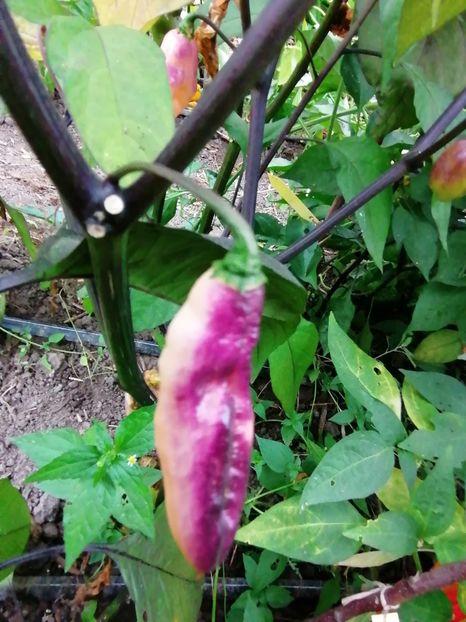  - SEMINTE ARDEI IUTE - AI 86 NEYDE X HABANERO WHITE GIANT - CHINENSE