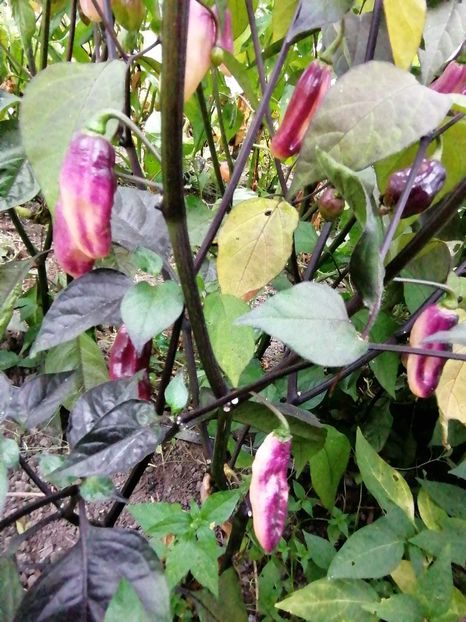 - SEMINTE ARDEI IUTE - AI 86 NEYDE X HABANERO WHITE GIANT - CHINENSE