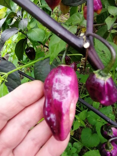  - SEMINTE ARDEI IUTE - AI 86 NEYDE X HABANERO WHITE GIANT - CHINENSE