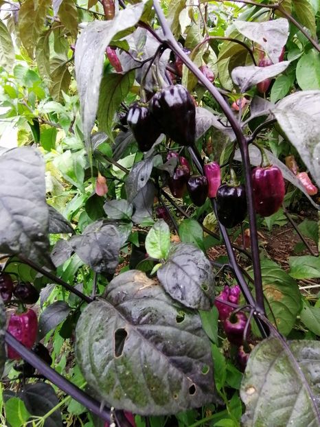  - SEMINTE ARDEI IUTE - AI 86 NEYDE X HABANERO WHITE GIANT - CHINENSE