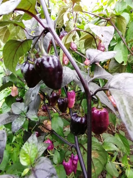  - SEMINTE ARDEI IUTE - AI 86 NEYDE X HABANERO WHITE GIANT - CHINENSE