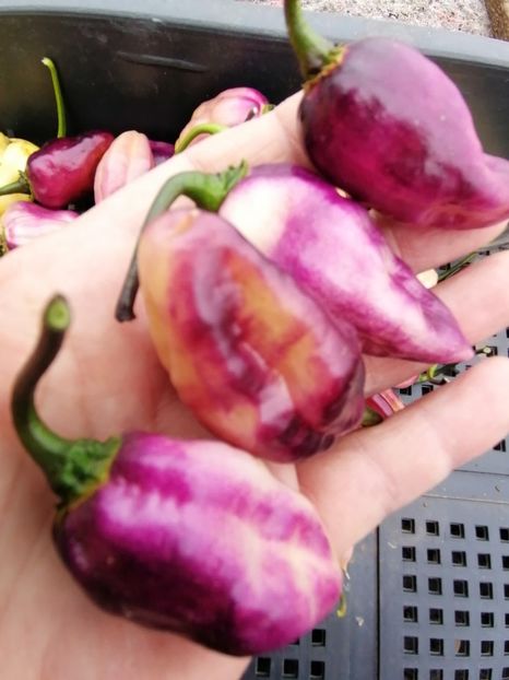  - SEMINTE ARDEI IUTE - AI 86 NEYDE X HABANERO WHITE GIANT - CHINENSE