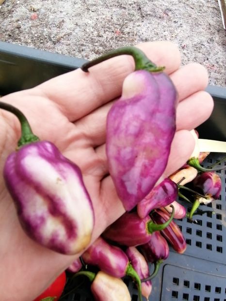  - SEMINTE ARDEI IUTE - AI 86 NEYDE X HABANERO WHITE GIANT - CHINENSE