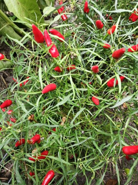  - SEMINTE ARDEI IUTE - AI 83 MUTANT XION 2