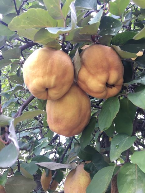  - ZZZ Pomi si arbuști fructiferi ZZZ