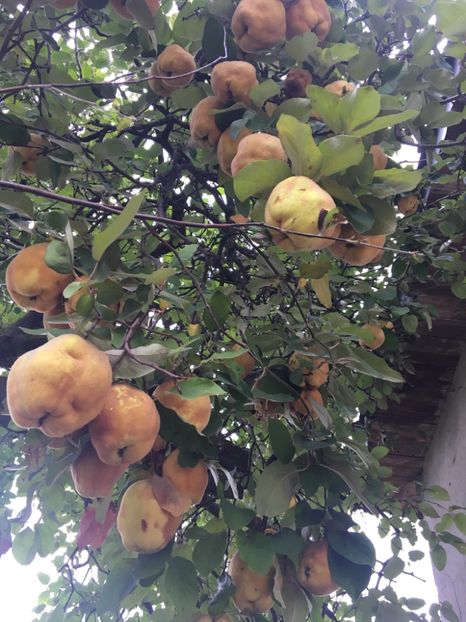  - ZZZ Pomi si arbuști fructiferi ZZZ