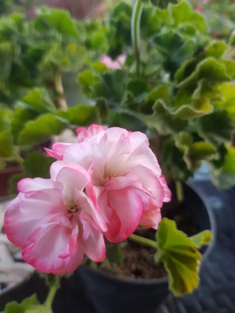 Betty  boop - Muscate