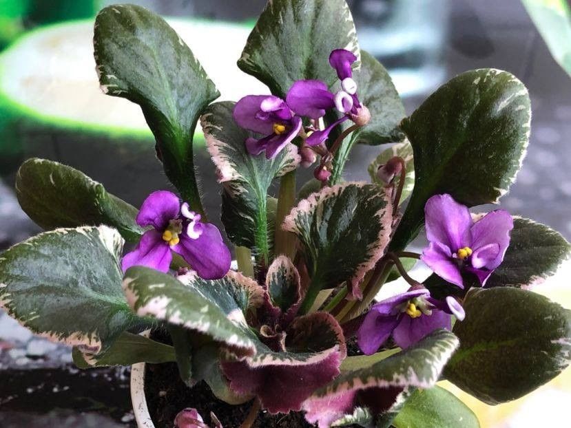 Senk's Beanstalk - 0 - De vanzare African Violets 2021