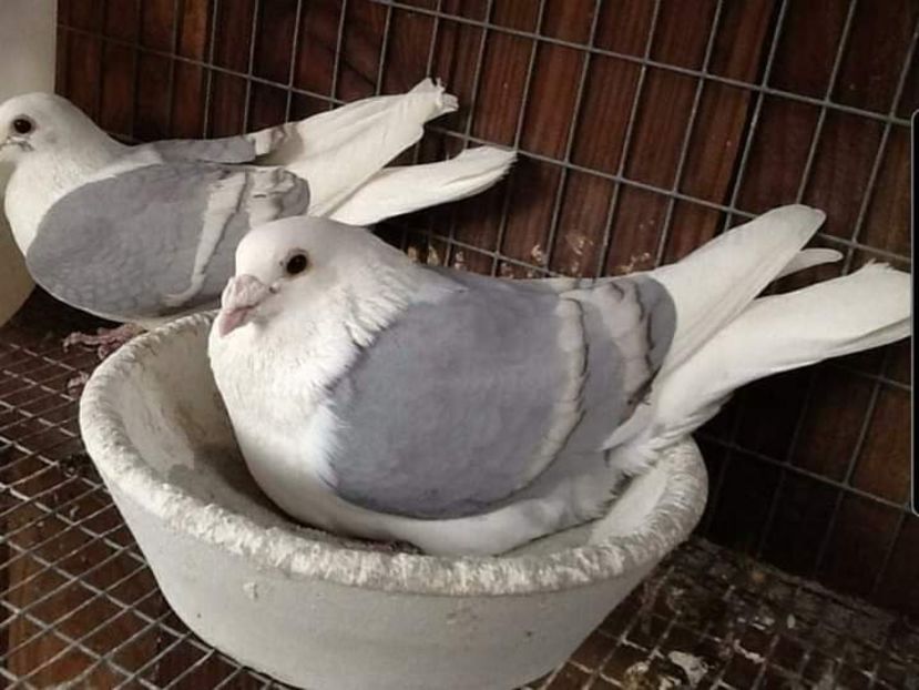  - NU AMI APARTIN 2020