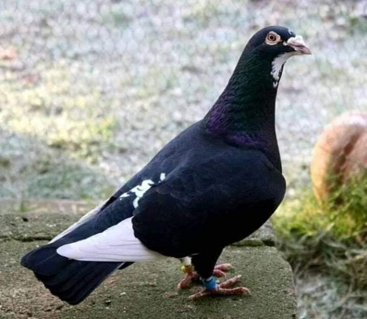  - NU AMI APARTIN 2020