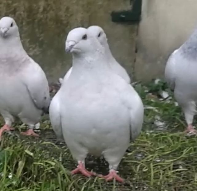 PL20-JRS 27 (F.) - g- MLODE-2020 - Youth