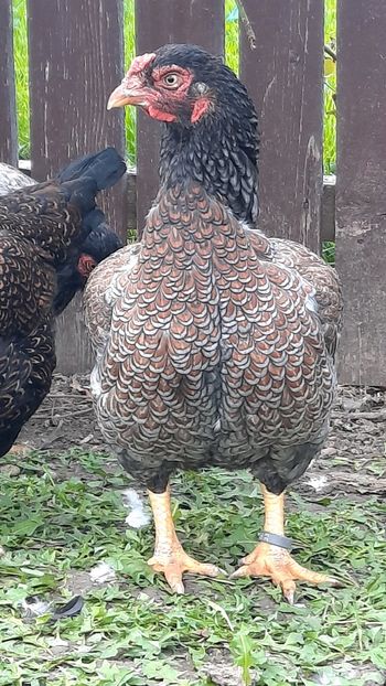  - Combatant indian Albastru talie mare