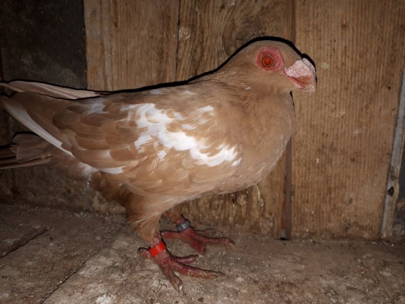 F - J2 _ tineret 2020