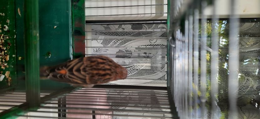  - Bastard canarusi 2020