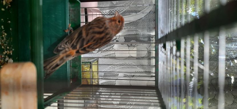  - Bastard canarusi 2020