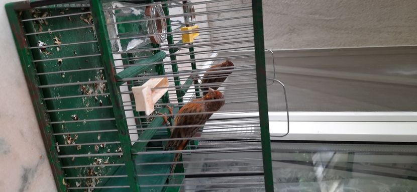  - Bastard canarusi 2020