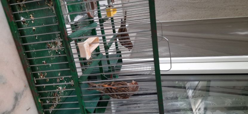  - Bastard canarusi 2020