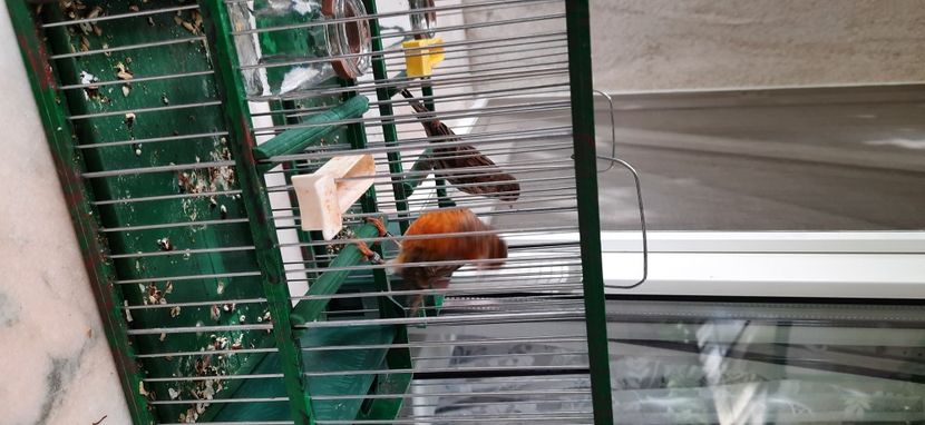  - Bastard canarusi 2020