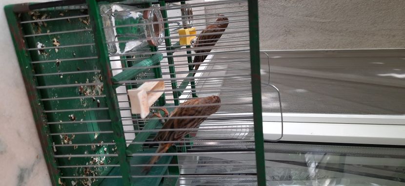  - Bastard canarusi 2020