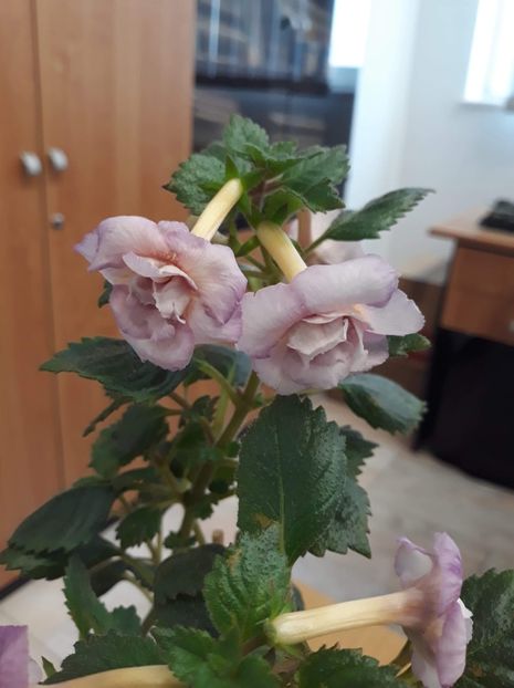  - 0001 2022 - Vanilla Custard