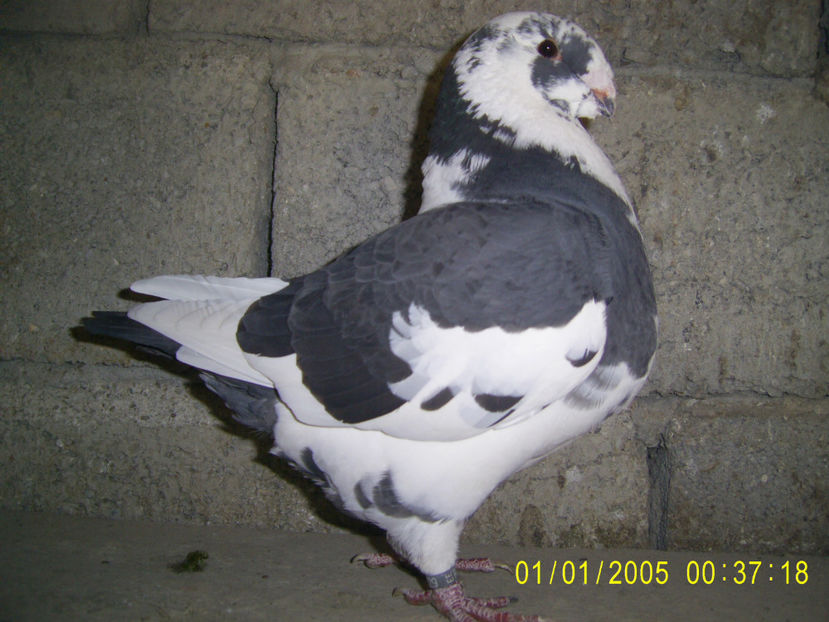 F - 2020 - vanduta Petrus - arhiva- americani vanduti