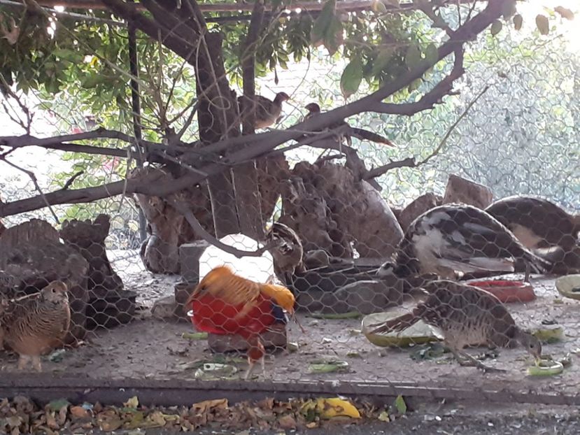  - Fazani auriu pe roșu 2020