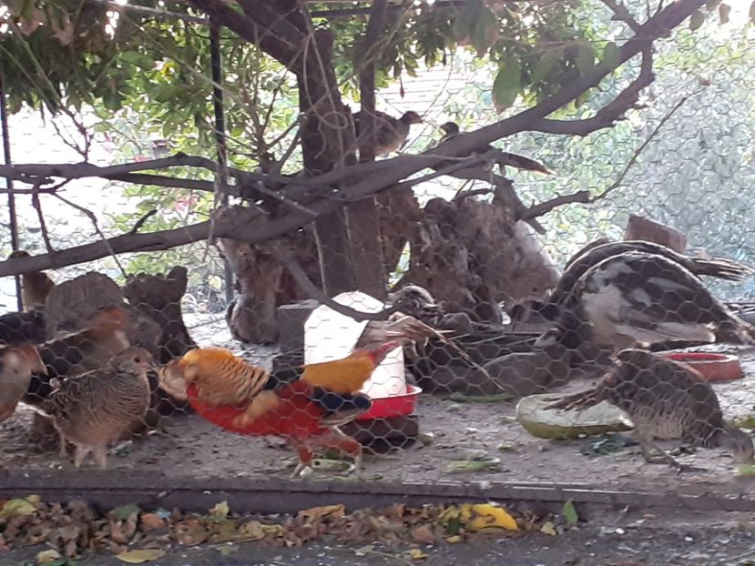  - Fazani auriu pe roșu 2020