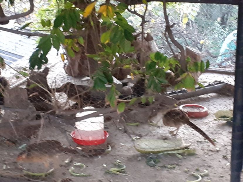  - Fazani auriu pe roșu 2020